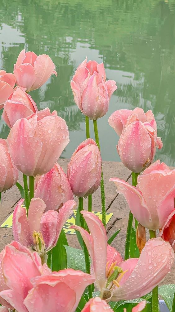 Hình nền hoa tulip cho màn hình điện thoại 