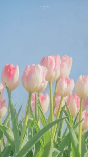 Hình nền hoa tulip cho màn hình điện thoại 