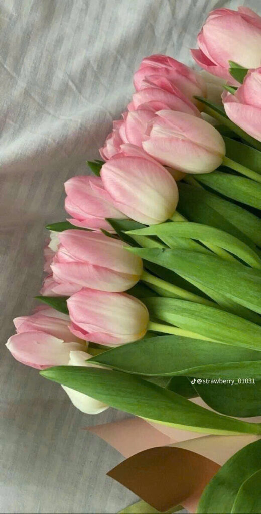 Hình nền hoa tulip cho màn hình điện thoại 