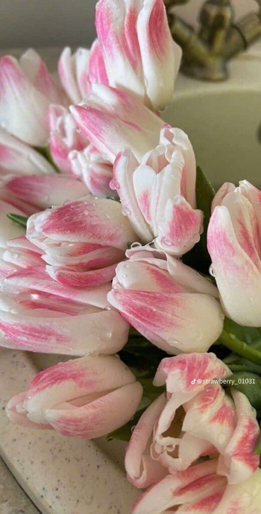 Hình nền hoa tulip cho màn hình điện thoại 