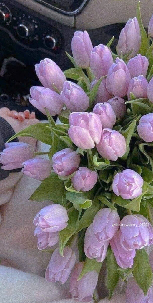 Hình nền hoa tulip cho màn hình điện thoại 