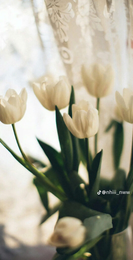 Hình nền hoa tulip cho màn hình điện thoại 