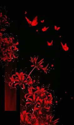 Hình nền hoa bỉ ngạn đỏ rực rỡ