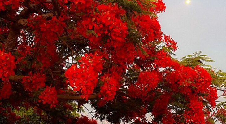 50+ mẫu hình nền hoa phượng đỏ rực rỡ để màn hình điện thoại