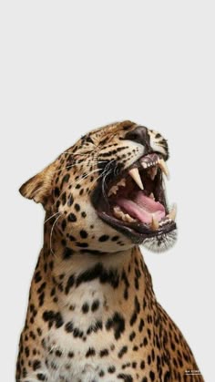 Hình nền báo đốm cực chất, độc đáo để màn hình điện thoại