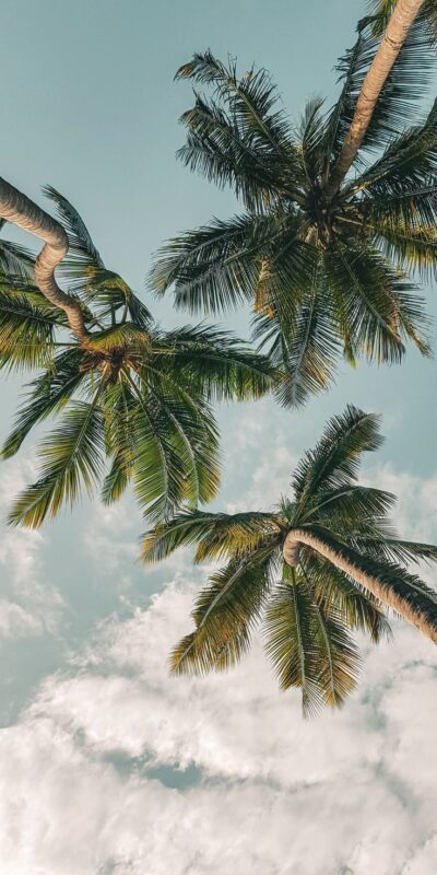 Ngắm nhìn vẻ đẹp thiên nhiên với bộ hình nền cây dừa tuyệt đẹp