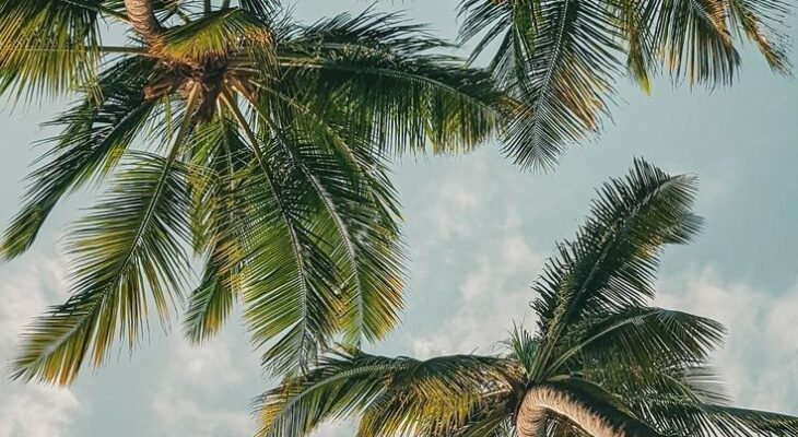 Ngắm nhìn vẻ đẹp thiên nhiên với bộ hình nền cây dừa tuyệt đẹp