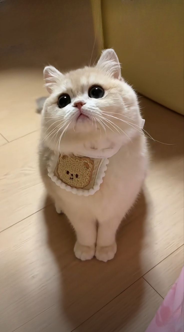 Bộ sưu tập hình nền mèo con dễ thương, hot trend năm nay